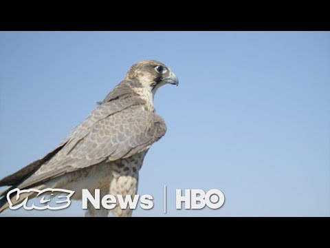 A Master Falconer Shows How His Bird Protects Valuable U.S. Crops (HBO)