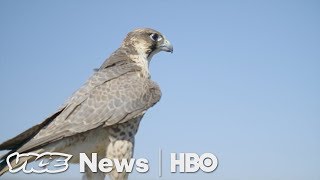 A Master Falconer Shows How His Bird Protects Valuable U.S. Crops (HBO)