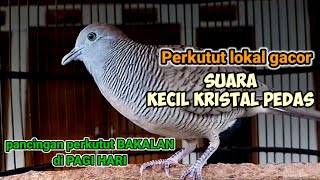 Download lagu PERKUTUT LOKAL GACOR suara KECIL KRISTAL PEDAS pancingan perkutut agar bunyi dipagi hari mp3