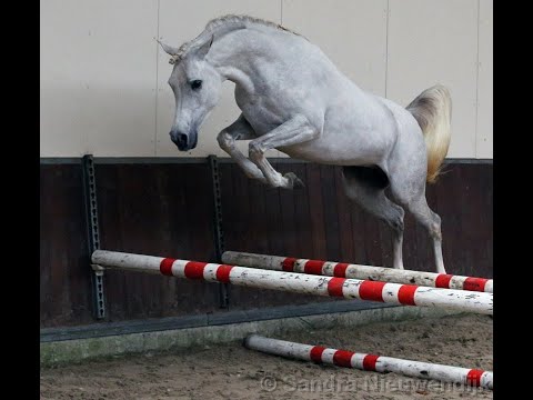 ASE R Zad Shiraz ox  (Shiraz de Lafon ox x QR Marc ox)