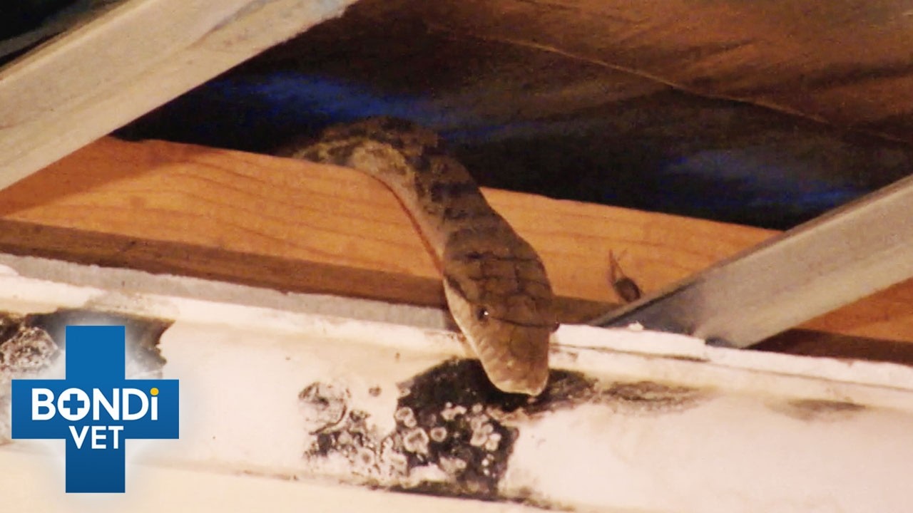 Best Of Bondi Vet: Season 4 Marathon | Episodes 7 to 9