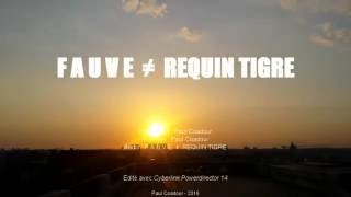 FAUVE ≠ Requin-Tigre