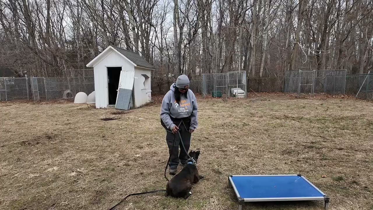 Enlarge Travis, a Adoptable mixed breed in AQUEBOGUE, NY video 3/6