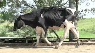 Vídeo 29 - 1º LEILÃO ANUAL SITIO TIMOTEO | VACAS 3/4 E 7/8