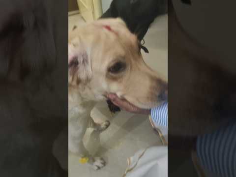 My Cute Leo Waiting???#drvinbonsaipilla #honeypuppies💞club #trending