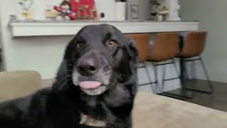 goofy doge