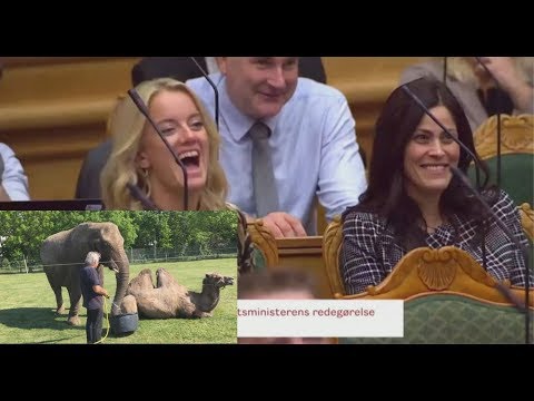 “Deveja dhe elefantët”, shpërthen e qeshura në sallën e parlamentit danez