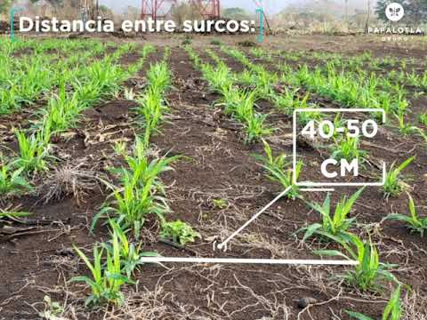 SIEMBRA MANUAL (Espeque/chuzo)