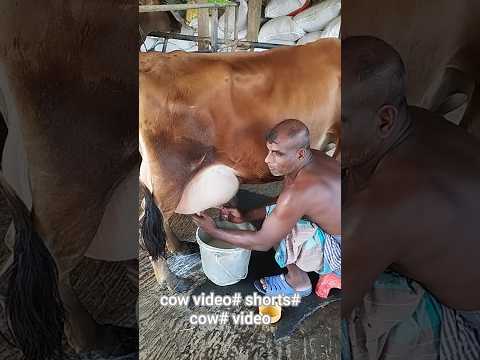 cow video# shorts#coe# video