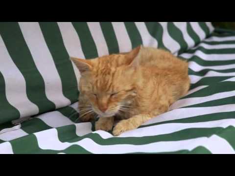 Kafka na prázdninách