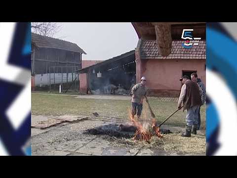 Ne idu kući dok ne pojedu svinju od 105kg  - svinja plane za pola dana