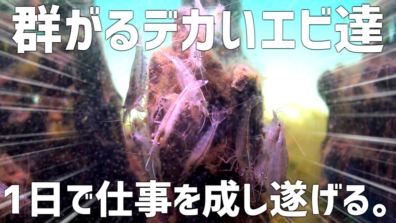 【劇的】ヤマトヌマエビに水槽掃除を頼んだ結果。#801【アクアリウム】