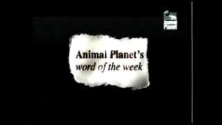 Animal Planet&#39;s Word of the Week: coiffure