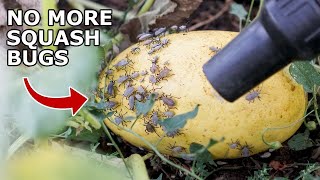 This One Thing Will Get Rid of All Squash Bugs & Stink Bugs