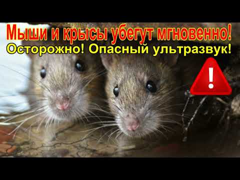☠7 минут ужаса для грызунов! Осторожно! Ультразвук!/7 minutes of horror for rodents! Carefully!