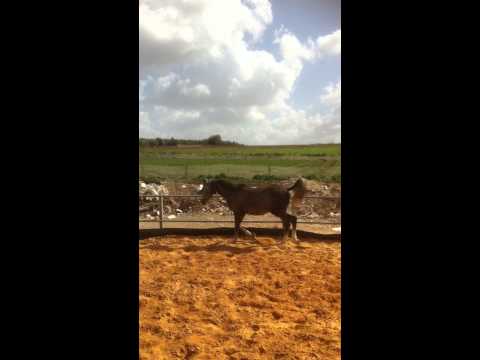 Al ankab grandson of the word champion marwan  alshaqab