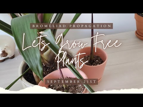 How To Propagate Bromeliads, Grow Free Plants.