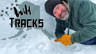 Alaska Cabin Life WILD ALASKAN ANIMAL TRACKS ON OUR HOMESTEAD - WHO'S OUT THERE??