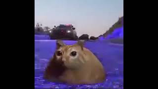 you can run but you cant outrun cat