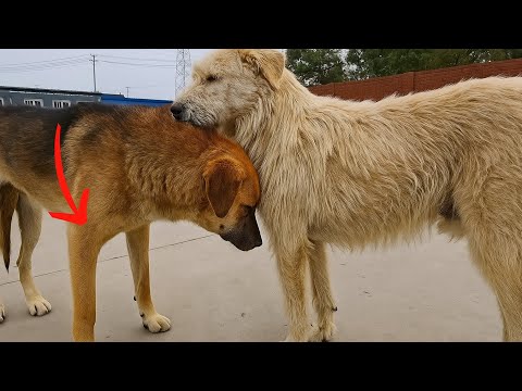 King Charles Alpha Dog vs Tyrant vs Rocky dog #rockydog