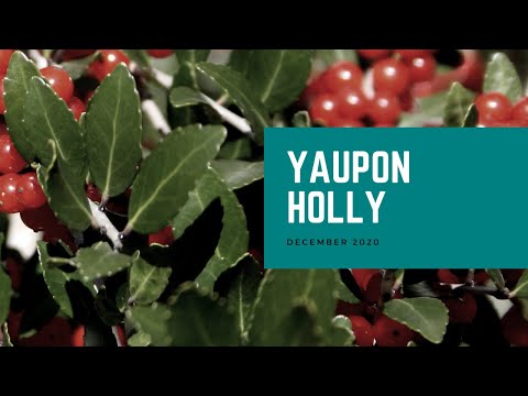 image-How far apart do you plant yaupon holly?