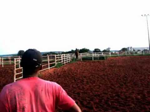 Urko - Garanhao Puro Sangue Ingles (Registrado)