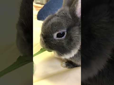 園芸 槍状のオオバコ、狭いオオバコ、5本肋骨の草、ノウサギの穂