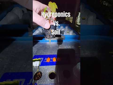 Hydroponics? or Soil? Which do you prefer? Aquaponics Environment