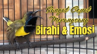 Download lagu Pancingan Sogon Tercepat! Auto Merangsang Birahi & Emosi Gacor Seketika #pancingansogon #sogongacor mp3 Download lagu Pancingan Sogon Tercepat! Auto Merangsang Birahi & Emosi Gacor Seketika #pancingansogon #sogongacor mp3