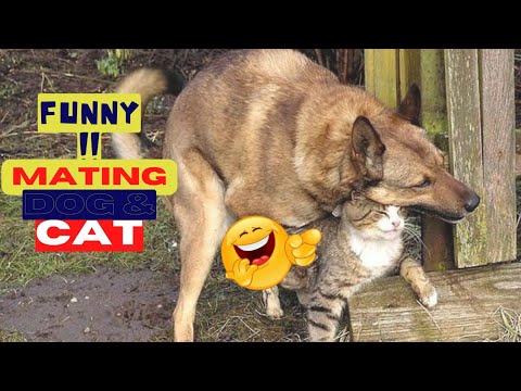 ????Try Not To Laugh Animals Video 2022 Cat And Dog MATING-BREEDING????️????️ #158| love animal |