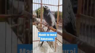 Download lagu Srigunting abu2 full tembakan #fyp #burung mp3
