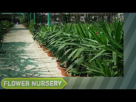 Flower nursery |SHAMIM Traveler 🌍ツ