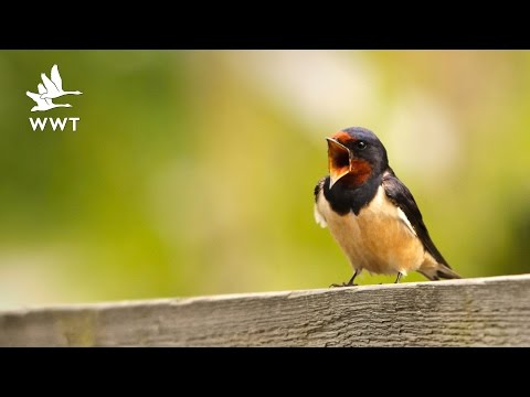 WWT Welney - House Martins & Swallows