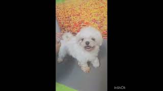 Video preview image #1 Shih Tzu Puppy For Sale in Seattle, WA, USA