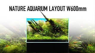 [ADAview] 60x30x36cm Nature Aquarium Layout