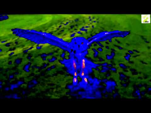 Tanz der Eule / Schlaflos Aarau