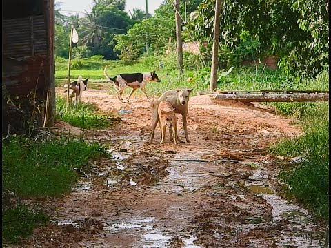 Group Street Dog Breeding - Animal Meet Friend Meet In Field - Asian Dog Blog