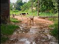 Group Street Dog Breeding Animal Meet Friend Meet In Field Asian Dog Blog