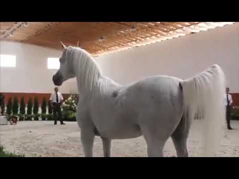 The graceful and beautiful Polish mare