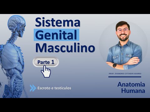MALE GENITAL SYSTEM - PART 1 - HUMAN ANATOMY