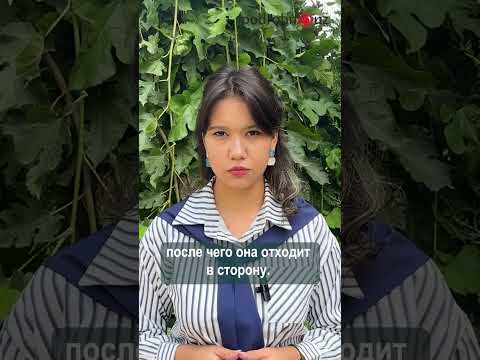 Житель Ташкента снял на видео мужчину, который в метро пристает к девушкам