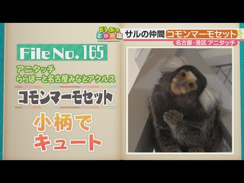 ミミマーモセット - 定義