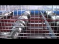 dachbleche24 GmbH Imagevideo