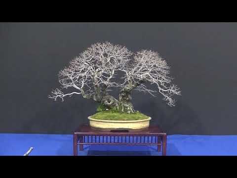 Best of 20 Years Bonsai  "TROPHY" 2019. Part I.