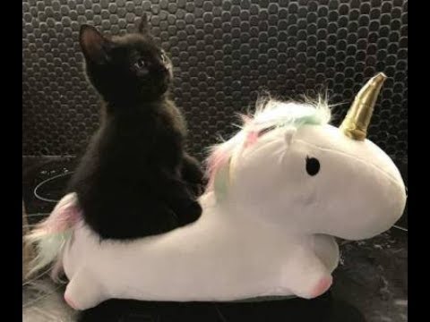 GRAM W FIFKE I SŁUCHAM POLSKIEGO RAPU/TRAPU I PIJE DESPERADOSKA