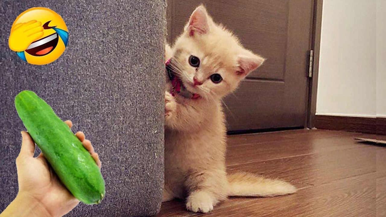 You Laugh You Lose 🥰😍 Funniest Cats and Dogs Videos 2026 😺🐶 Part 27