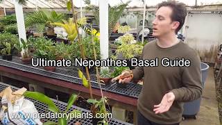 The Ultimate Nepenthes Basal Guide