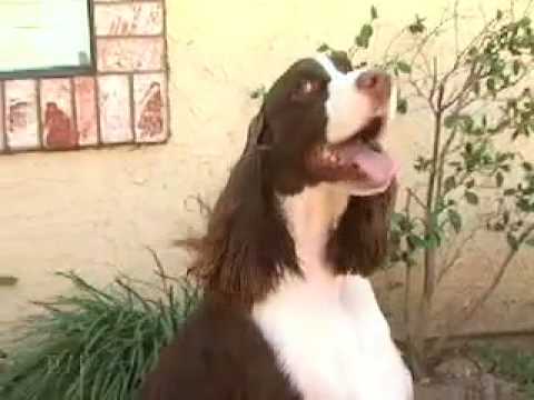 English Springer Spaniel