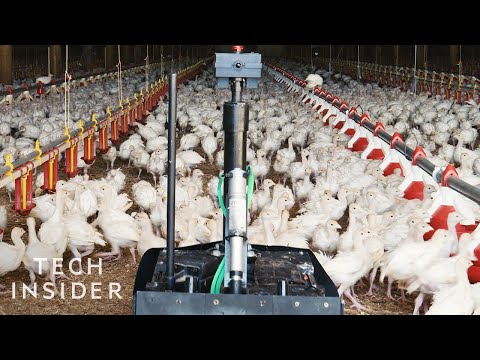 四輪機器人如何改善明尼蘇達州的家禽養殖業？ (How A Four-Wheeled Robot Is Improving Poultry Farming In Minnesota)
