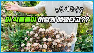 5월에 진가를 발휘하는 예쁜 꽃나무들!!